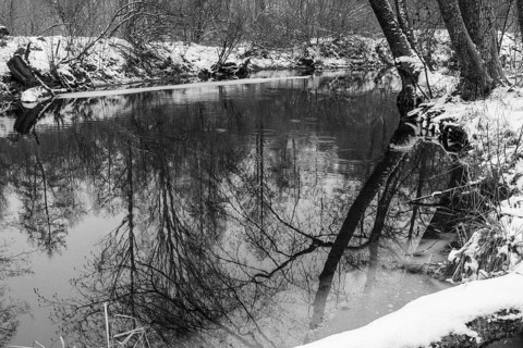 Sapina River and the riparian forest, the swamp, partially reflecting in the slowly flowing water,