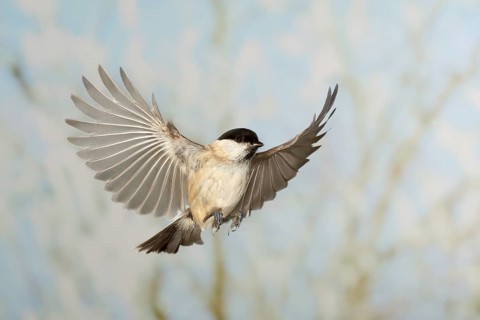 Marsh tit (Parus palustris), in flight, high speed flight recording, winter, animals, birds,