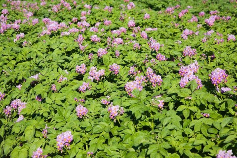 Purple flowers of potato crop growing in a field, Shottisham, Suffolk, England, United Kingdom,