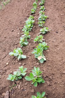 Rows of broad bean seedlings growing in soil