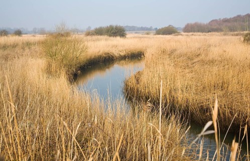Reedbeds and floodplain of River Alde at Snape, Suffolk, England, United Kingdom, Europe