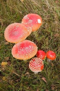 Close up of orange red caps of fly agaric mushroom on heathland, Sutton Heath, Suffolk, England,