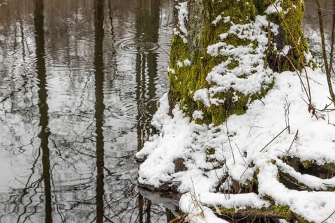 Sapina River and the riparian forest, the swamp, partially reflecting in the slowly flowing water,
