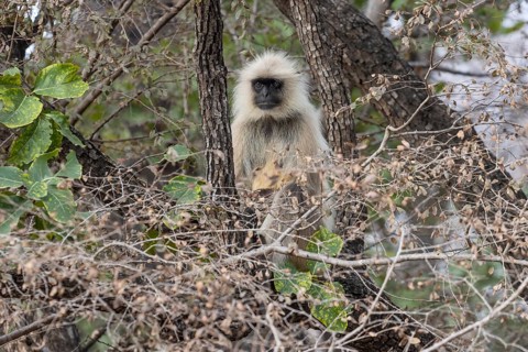 Gray langur (Semnopithecus entellus), sitting on a tree in the wild, in the Ranthambore National