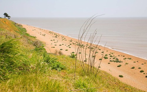 Sea kale growing on vegetated shingle beach at Bawdsey, Suffolk, England, United Kingdom, Europe
