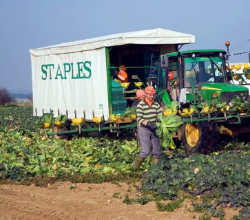 A team of field workers for Staples company harvesting vegetables at Iken, Suffolk, England, United