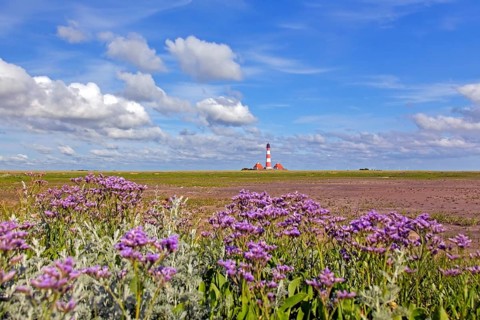 Sea-lavender in flower and lighthouse Westerheversand at Westerhever, Peninsula of Eiderstedt,