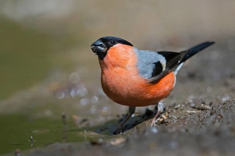 Eurasian bullfinch, common bullfinch (Pyrrhula pyrrhula) male drinking water from pond, rivulet