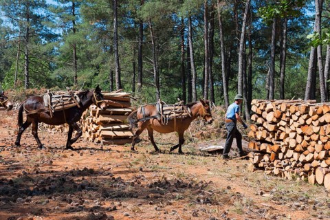 Mules are accompanied by a man to transport wood in a forest clearing, near Soufli, Eastern