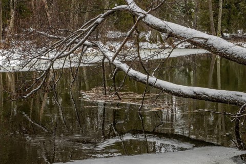 Sapina River and the riparian forest, the swamp, partially reflecting in the slowly flowing water,