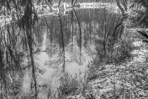 Sapina River and the riparian forest, the swamp, partially reflecting in the slowly flowing water,