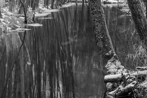 Sapina River and the riparian forest, the swamp, partially reflecting in the slowly flowing water,