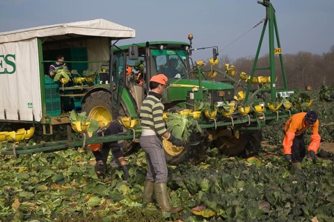 A team of field workers for Staples company harvesting vegetables at Iken, Suffolk, England, United