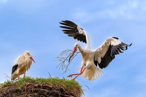 White stork (Ciconia ciconia) female rests while nest building and male landing with big branch in