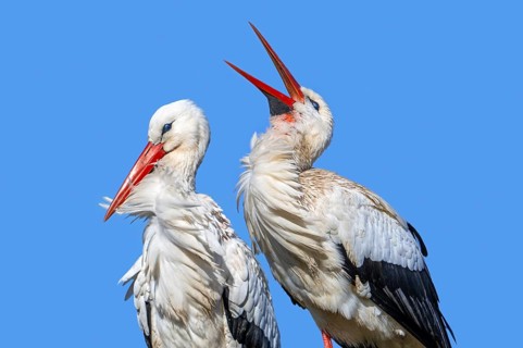 White stork (Ciconia ciconia) pair with female and male bill-clattering as courtship display on the