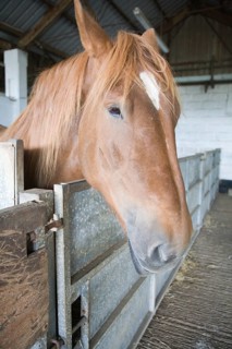 Mare standing in stables at Horse stud, stables and tourist attraction at The Suffolk Punch Trust,