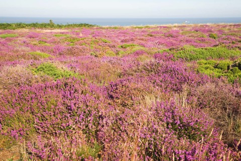 Heather in flower with view to sea on Dunwich Heath, Suffolk, England, United Kingdom, Europe