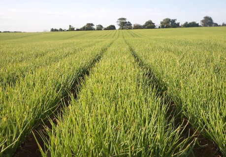 Rows of onion growing in farm field, Alderton, Suffolk, England, UK