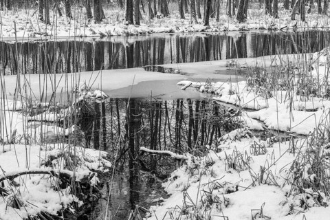 Sapina River and the riparian forest, the swamp, partially reflecting in the slowly flowing water,
