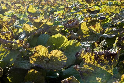 Giant Rhubarb, Gunnera tinctoria, Gunneraceae plants backlight by sun in field, Suffolk, UK