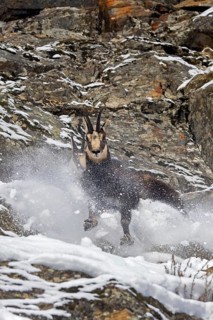 Two chamois (Rupicapra rupicapra) males fighting in rock face in winter during the rut in the