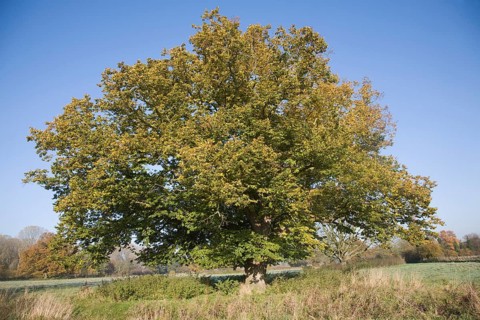 Common lime tree autumn leaf colours standing in field, Sutton, Suffolk, England, United Kingdom,