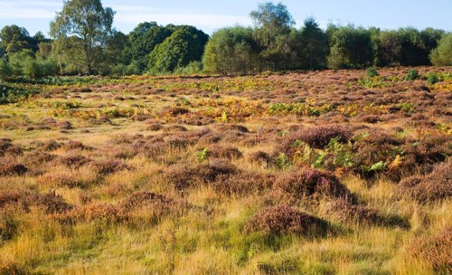 Heathland vegetation in autumn on Sutton Heath, Sandlings heathland, Suffolk, England, United