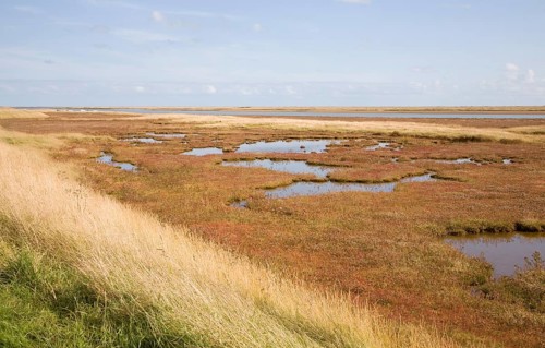 Mudflats and saltings vegetation on the tidal River Ore behind Orford ness shingle spit, Suffolk,