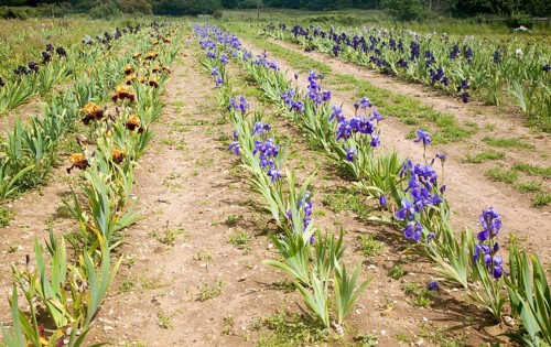 Woottens plant nursery field of bearded iris, Wenhaston, Suffolk, England, United Kingdom, Europe