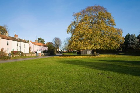 Large lime tree in autumn leaf on the village green in Westleton, Suffolk, England, United Kingdom,