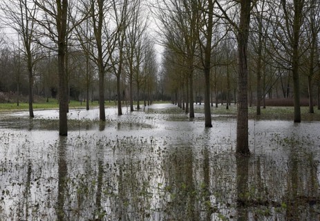 Salix Alba Caerulea, cricket bat willow trees in flood water on River Deben flood plain wetland,