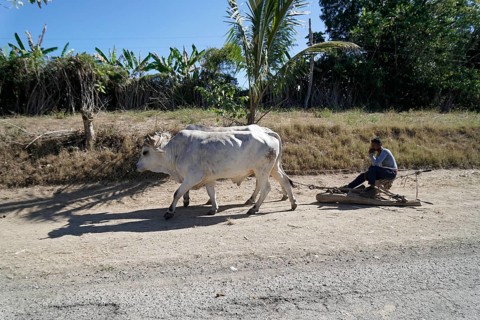Ox cart near Holguin, Cuba, Cuba, Central America