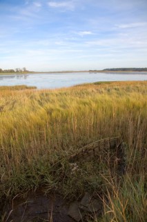 Walberswick National Nature reserve wetland environment marshes Blythburgh, Suffolk, England,