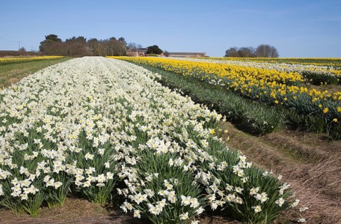 Field of cultivated daffodils, near Happisburgh, Norfolk, Engaldn