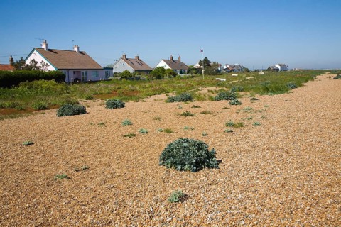 Vegetated shingle beach habitat at Shingle Street, Suffolk, England, United Kingdom, Europe