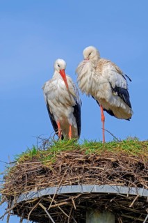 White stork (Ciconia ciconia) pair, male and female on old nest from previous spring made on