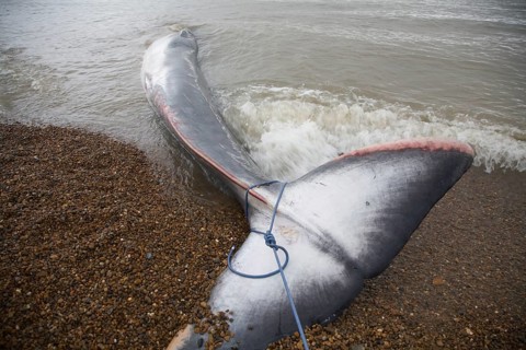 Fin Whale, Balaenoptera physalus, washed up dead on Shingle Street, Suffolk, England, United