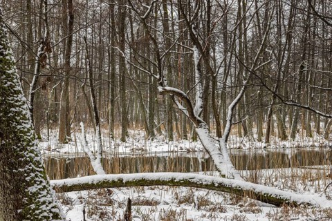 Sapina River and the riparian forest, the swamp, partially reflecting in the slowly flowing water,