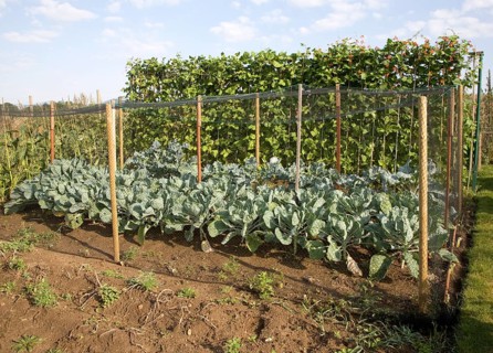 Runner bean and cabbage plants growing in an allotment garden, Shottisham, Suffolk, England, United
