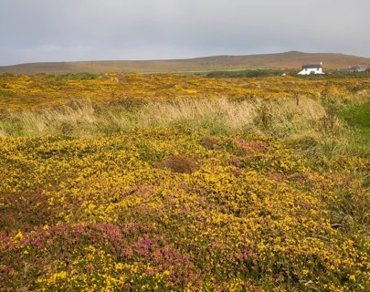 Yellow flowering common gorse and heather on St Agnes Head, Cornwall, England, United Kingdom,