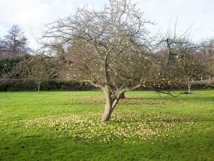 Concept shot of apples fallen from a tree rotting on the ground in winter, UK