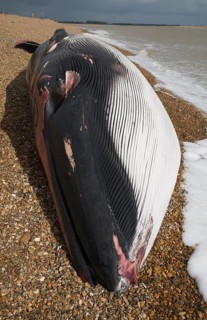 Fin Whale, Balaenoptera physalus, washed up dead on Shingle Street, Suffolk, England, United