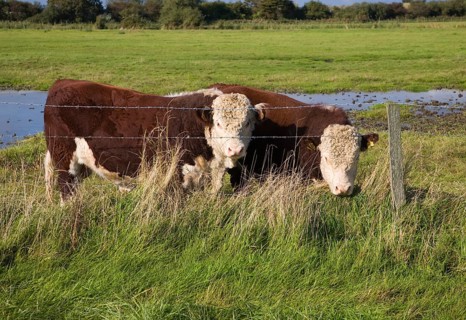 Hereford cattle calves grazing in wetland marshland Boyton Marshes, Suffolk, England, United