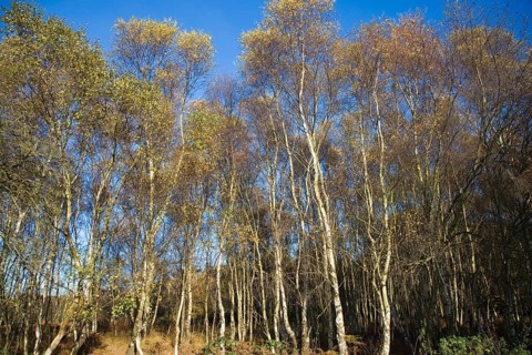 Betula pendula silver birch trees autumn Suffolk Sandlings heathland, Dunwich forest, Suffolk,