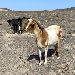 Two wild goats (Cabra majorera) in the volcanic landscape behind them at the southern tip of the