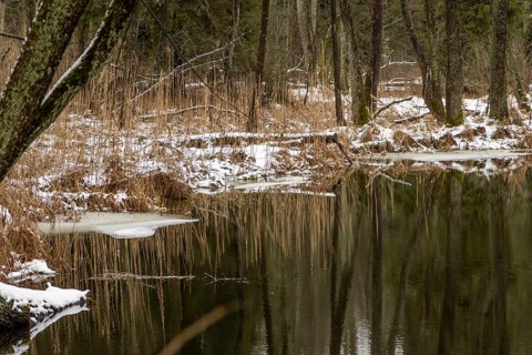 Sapina River and the riparian forest, the swamp, partially reflecting in the slowly flowing water,