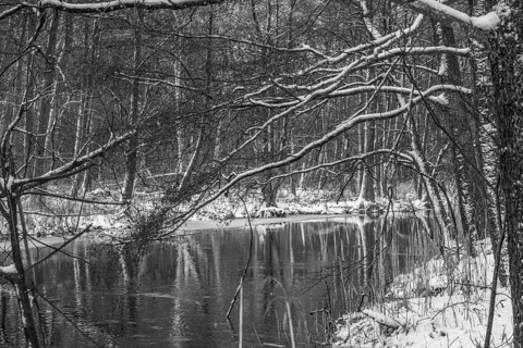 Sapina River and the riparian forest, the swamp, partially reflecting in the slowly flowing water,