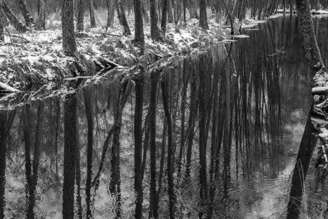 Sapina River and the riparian forest, the swamp, partially reflecting in the slowly flowing water,