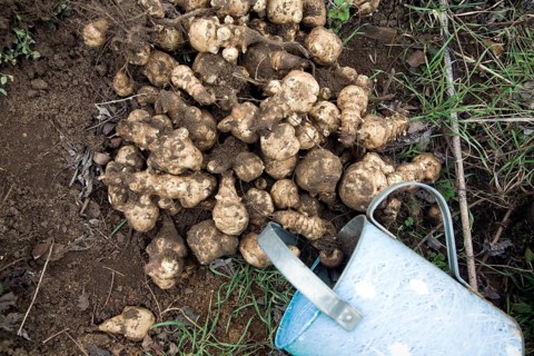 Looking down on globe artichokes and watering can on the ground in a garden