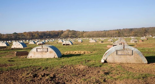 Field with free range open air pig farming with metal sties, Benacre, Suffolk, England, United